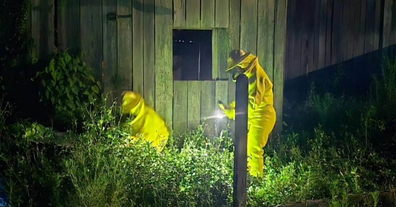 Enxame de abelhas mata cavalo e mobiliza Bombeiros em Cidade Gentil