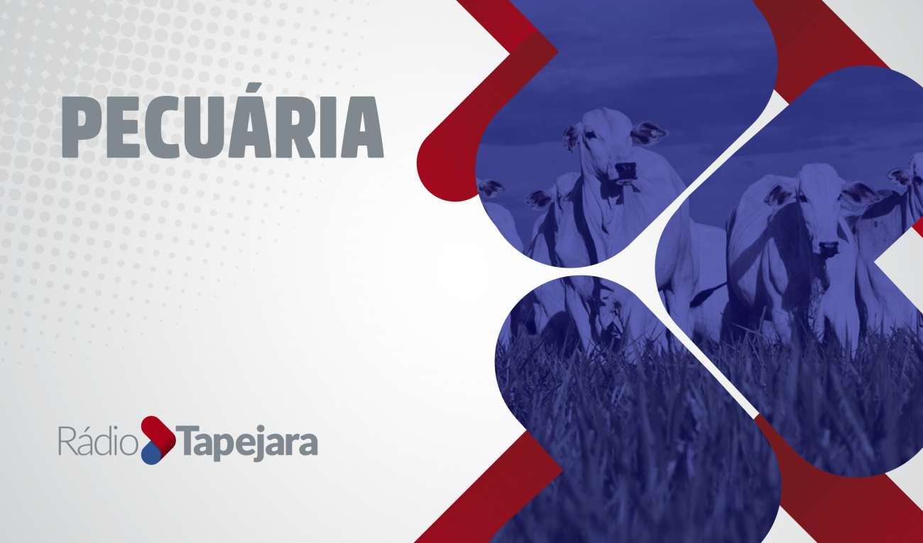 Intoxicação misteriosa mata 48 vacas leiteiras em propriedade no norte do RS