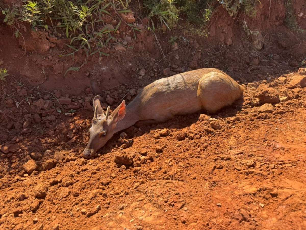 Veado é encontrado atropelado na Transbrasiliana em Passo Fundo