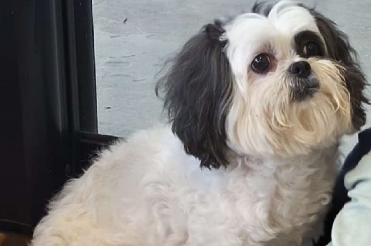 Tutores procuram cachorrinha que desapareceu na semana passada e oferecem recompensa por informações concretas