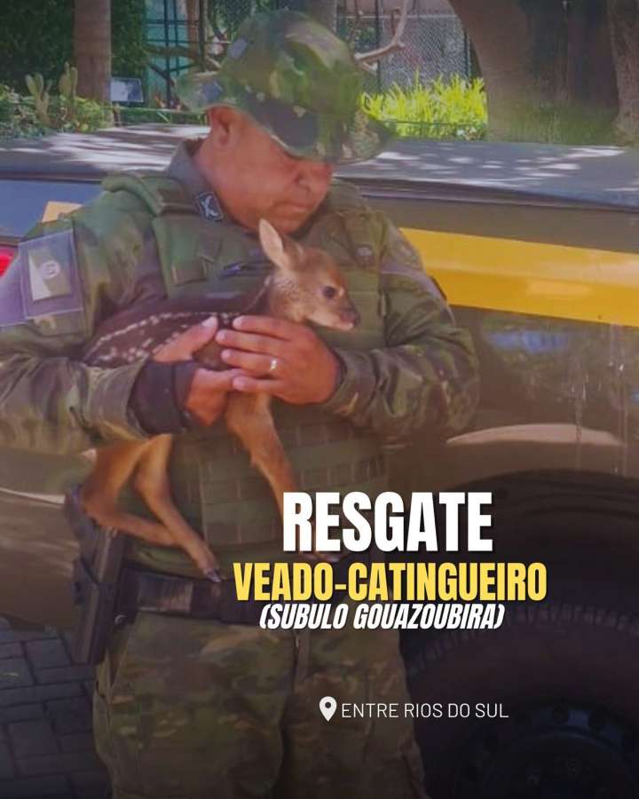 Brigada Militar resgata filhote de Veado em Entre Rios do Sul