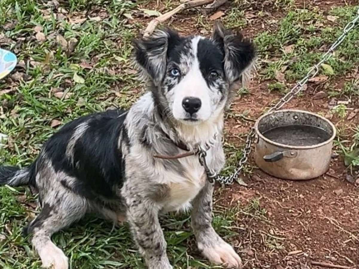 Pelo menos sete cães e três gatos foram mortos por envenenamento em Selbach, diz grupo de proteção animal