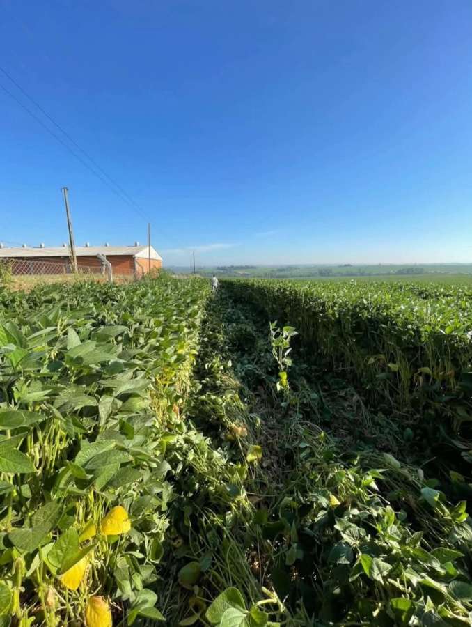 Empresa tem defensivos agrícolas furtados durante a madrugada em Espumoso