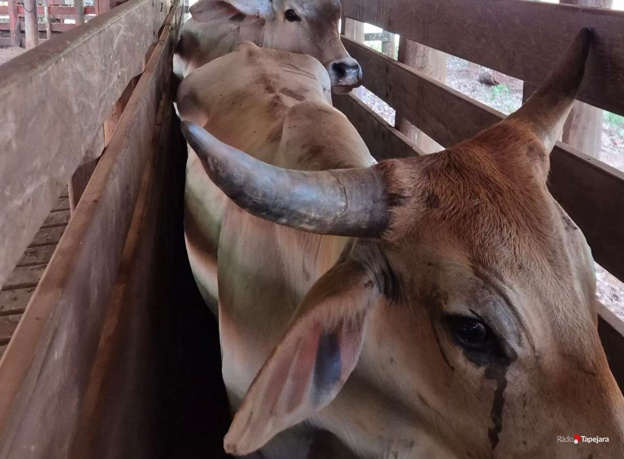 Sananduva confirma caso de raiva herbívora e acende alerta para cuidados com animais