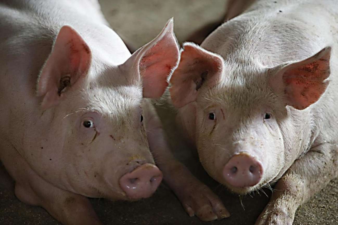 Cocô e xixi de porcos podem virar água potável (e até mesmo cerveja) com sistema de tratamento