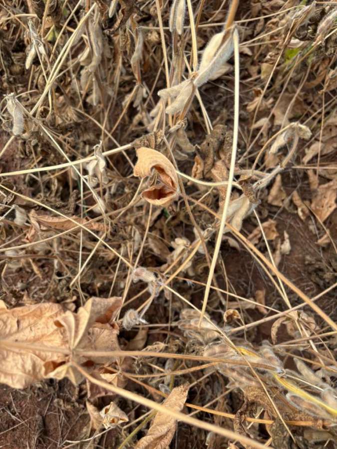 Projeção de até 14 dias sem chuvas pode impactar produtividade já prejudicada nas lavouras da região