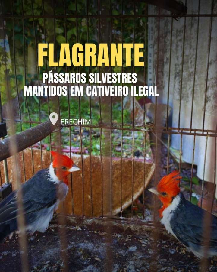 Brigada Militar resgata aves silvestres mantidas em cativeiro ilegal em Erechim
