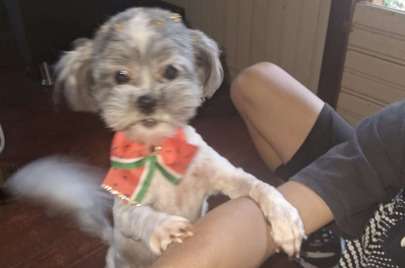 Cachorrinha está desaparecida no Bairro São Cristóvão em Tapejara