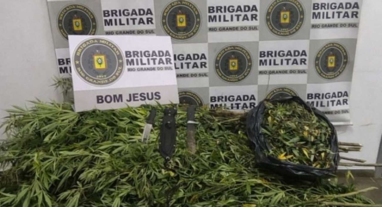 BM prende dois indivíduos por tráfico de drogas e apreende 250 pés de maconha
