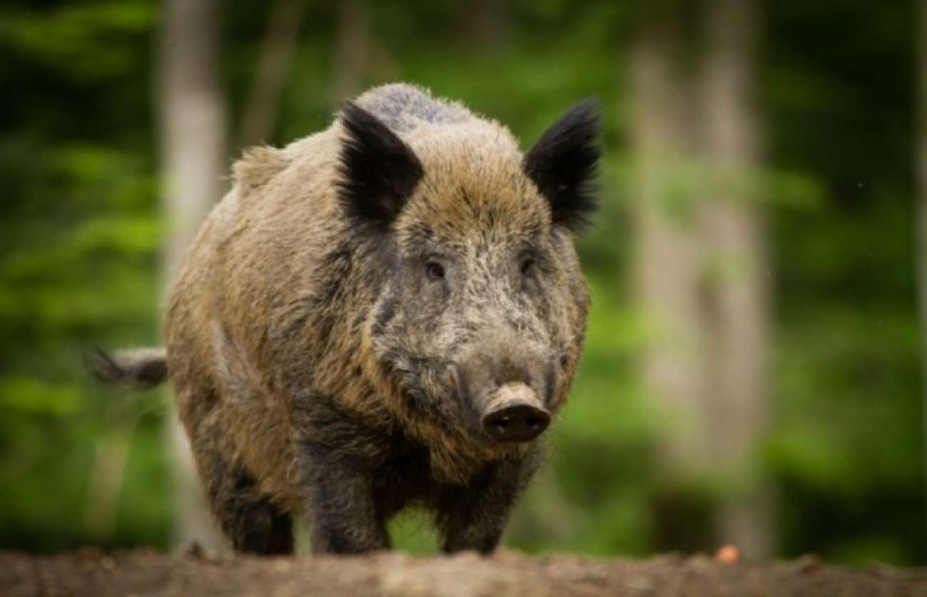 Produtores rurais podem contribuir em pesquisa nacional sobre javalis e ajudar a minimizar prejuízos no campo