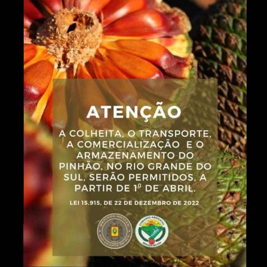 Período de defeso proíbe colheita e venda de pinhão no Rio Grande do Sul