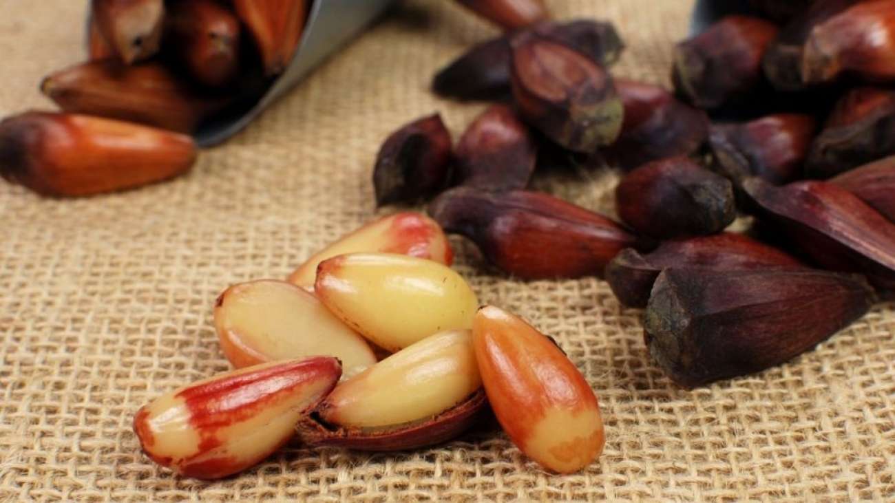 Safra do pinhão inicia na próxima quarta-feira no Rio Grande do Sul