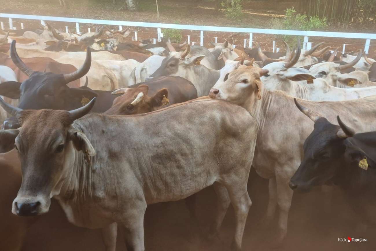 Mais de 1,2 mil produtores de Tapejara devem declarar o rebanho até 30 de junho