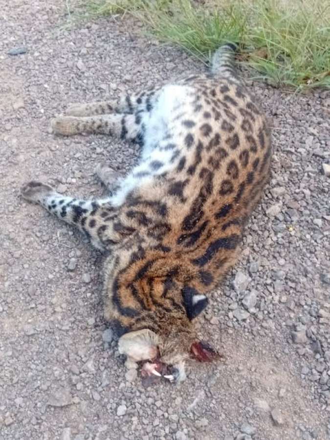 Jaguatirica é encontrada morta entre Passo Fundo e Mato Castelhano