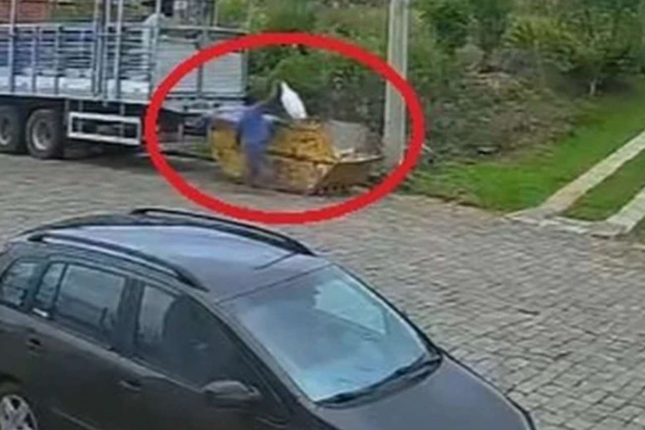 Nova Prata: cão é encontrado vivo em contêiner de lixo e polícia investiga o caso