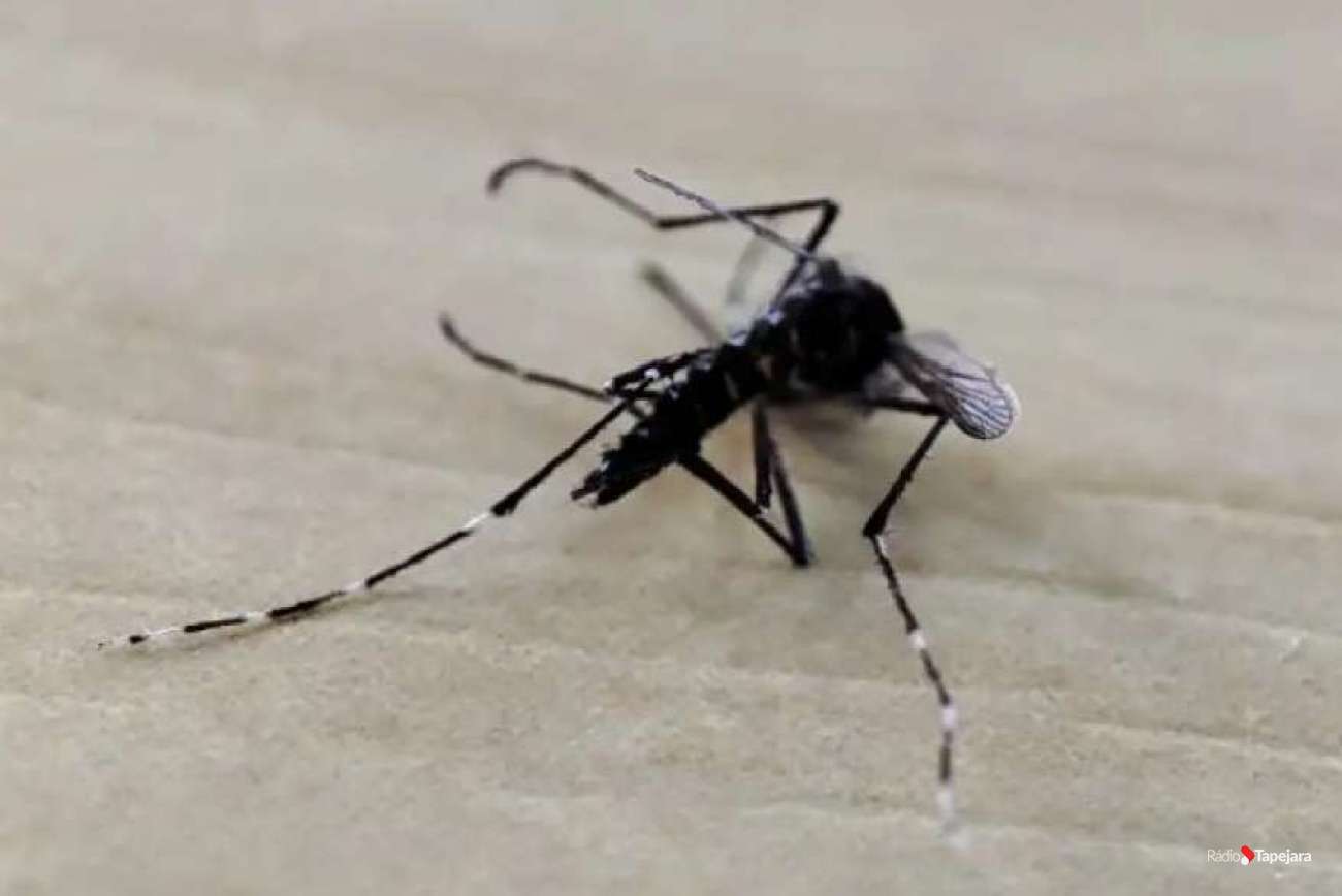 Rio Grande do Sul confirma primeira morte por dengue em 2026