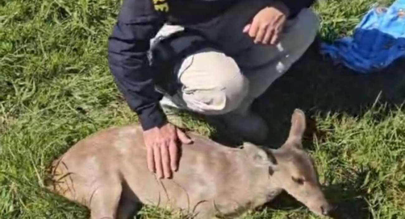 PRF resgata animal silvestre ferido na BR 285