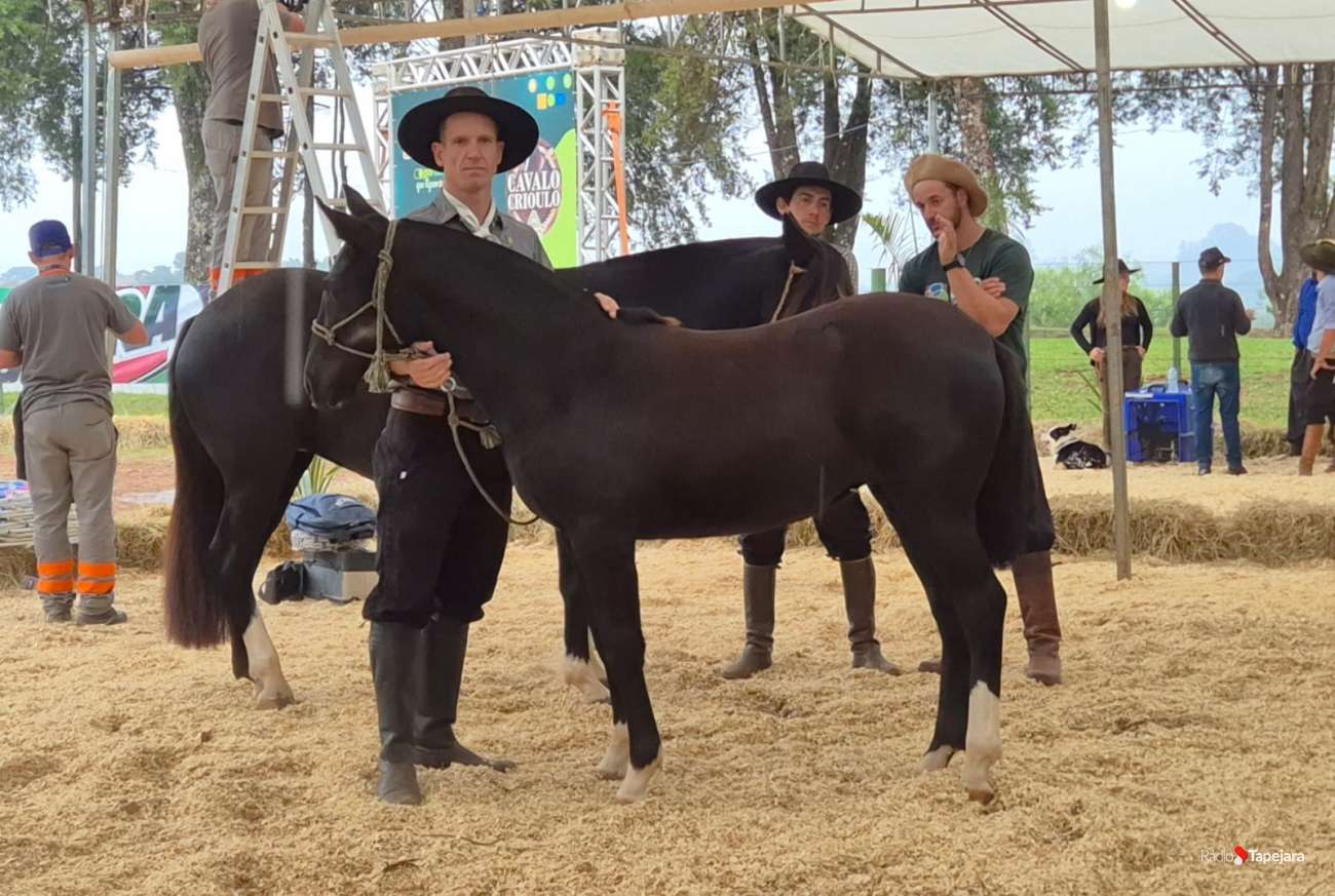 Novidade na programação do Cavalo Crioulo da Expo Tapejara seleciona animais para a Final da Morfologia, em Esteio