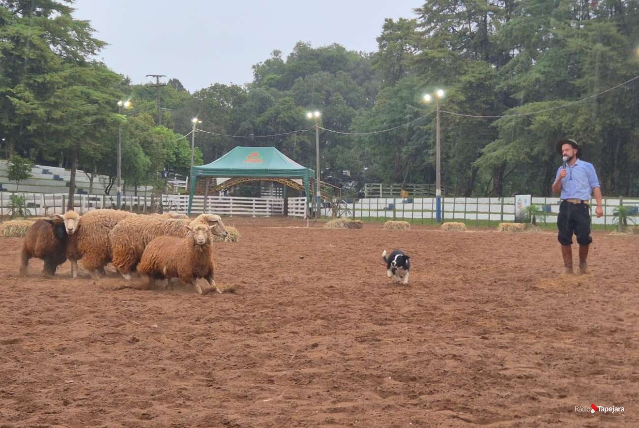 Border Collies demonstram técnicas de pastoreio e potencial de trabalho no campo durante a Expo Tapejara 2026