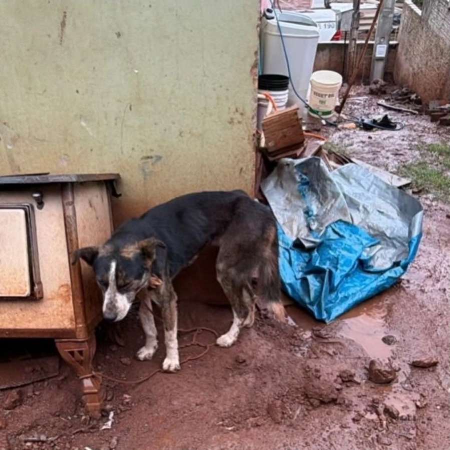 Brigada Milita prende mulher por maus-tratos a animal em Marau