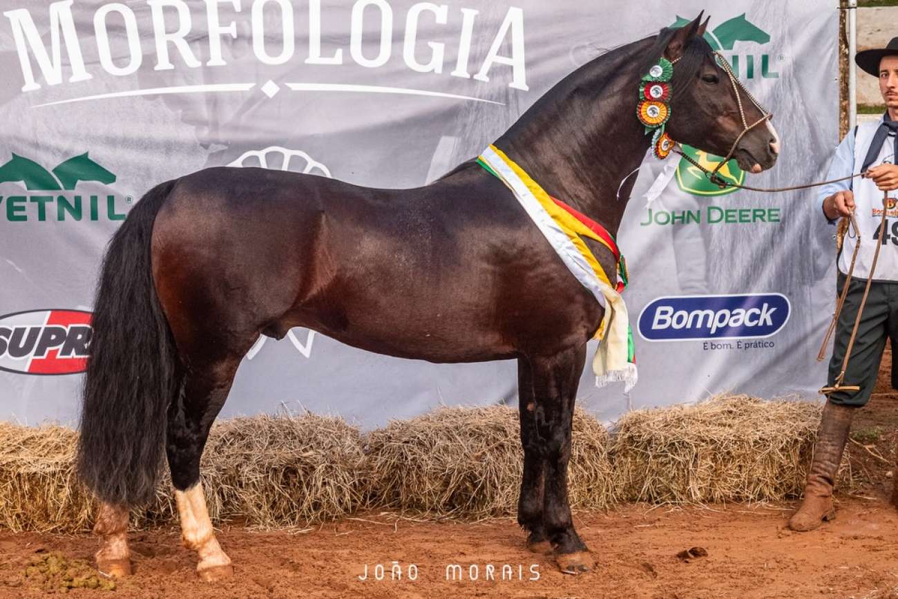 Cavalo de cabanha paranaense é eleito melhor exemplar da raça no primeiro Passaporte do Cavalo Crioulo em Tapejara