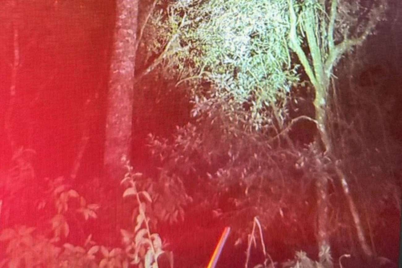 Homem morre após cair de araucária durante colheita de pinhão em Fontoura Xavier