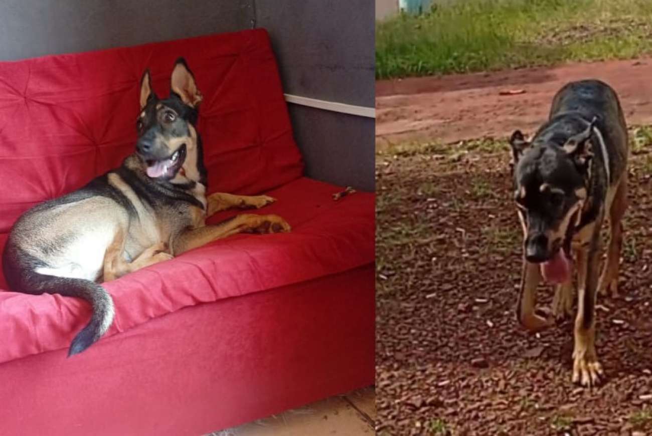 Tutora procura por cão desaparecido no bairro 13 de Maio, em Tapejara