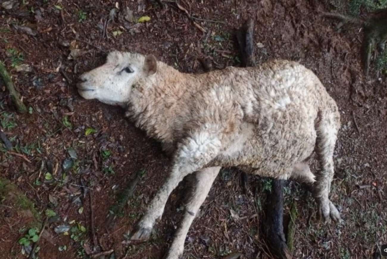 Ataque de cães provoca morte de dezenas de ovelhas em propriedade rural de Caseiros