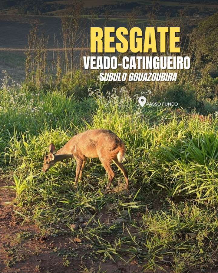 Brigada Militar resgata veado no interior de Passo Fundo