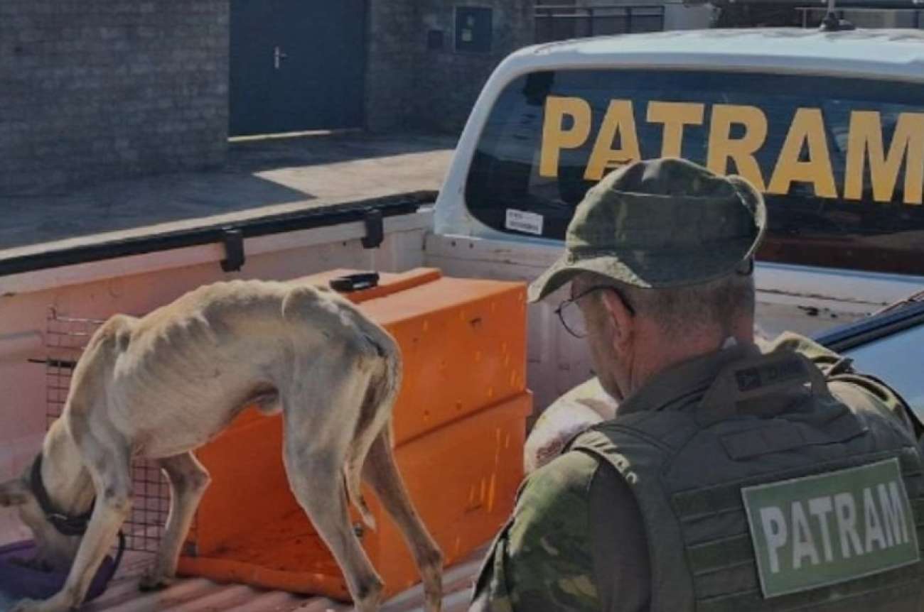 Homem é preso por maus-tratos a animais e posse irregular de arma de fogo em São João da Urtiga