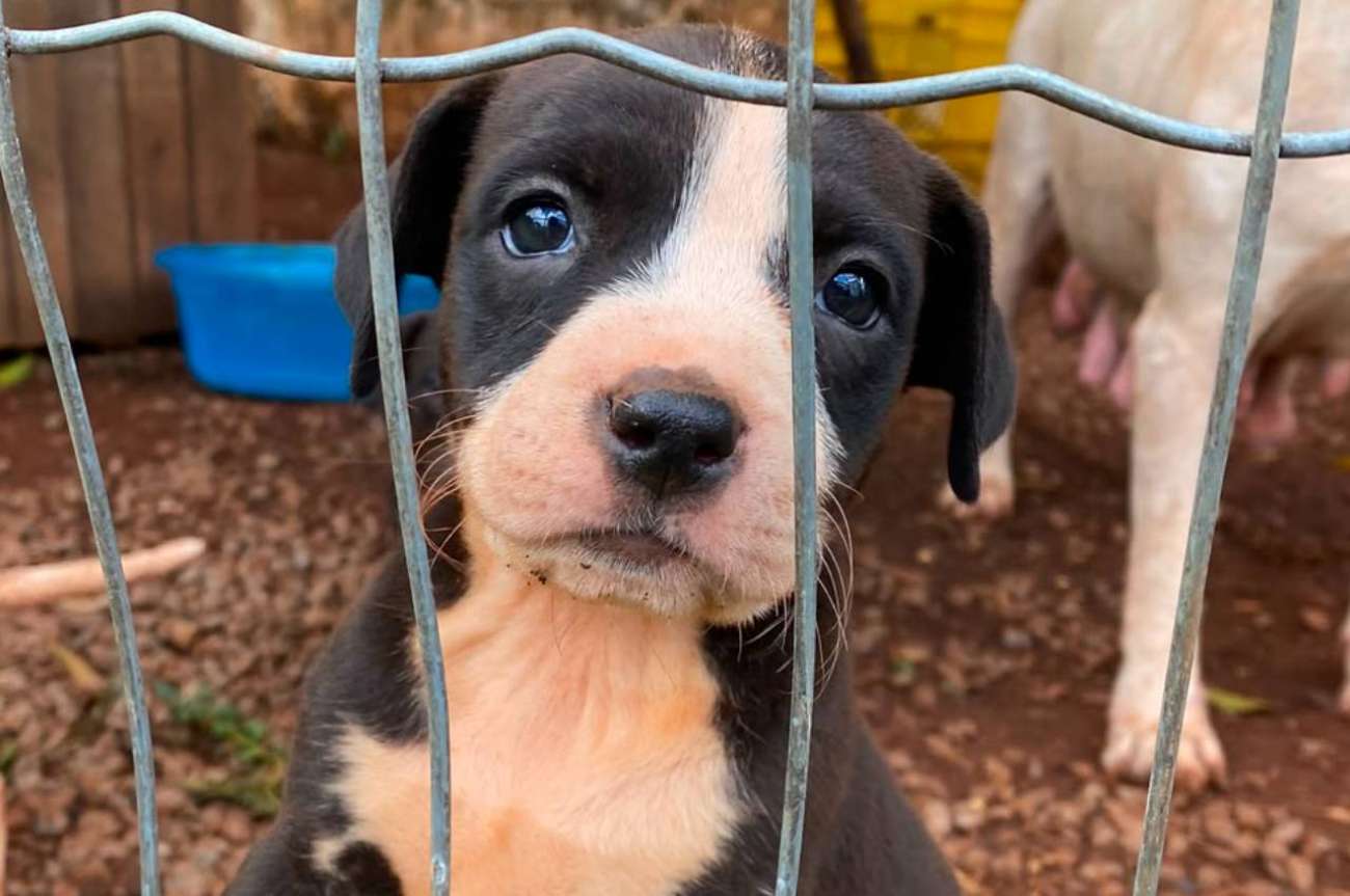 Prefeitura de Tapejara conquista novos recursos estaduais para fortalecer ações de proteção e bem-estar animal