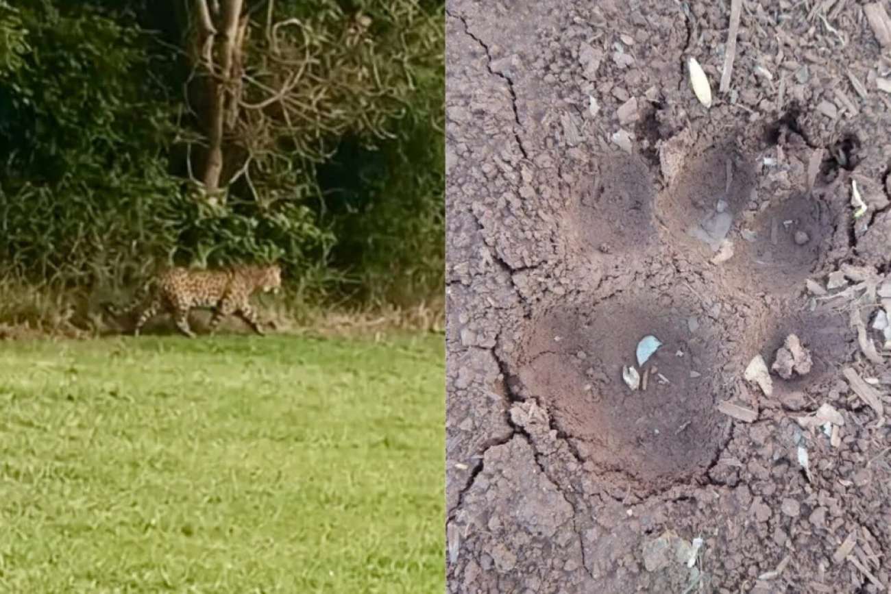 Suposta presença de onça alerta produtores no interior de Passo Fundo