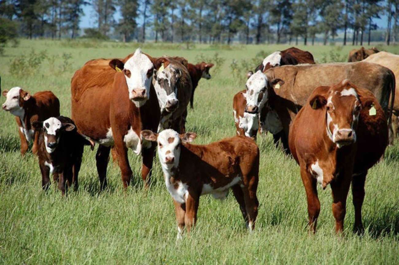 Declaração de Rebanho entra na reta final: produtores têm até esta sexta (10) para regularizar cadastro