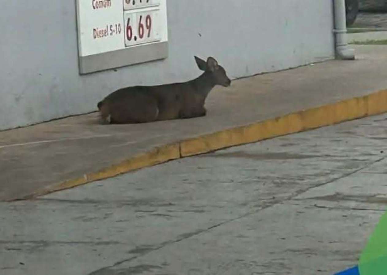 Veado ferido é resgatado em Coxilha