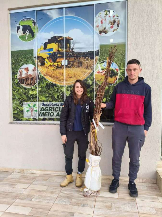 Santa Cecília do Sul beneficia 60 produtores com programa de incentivo à vitivinicultura e fruticultura
