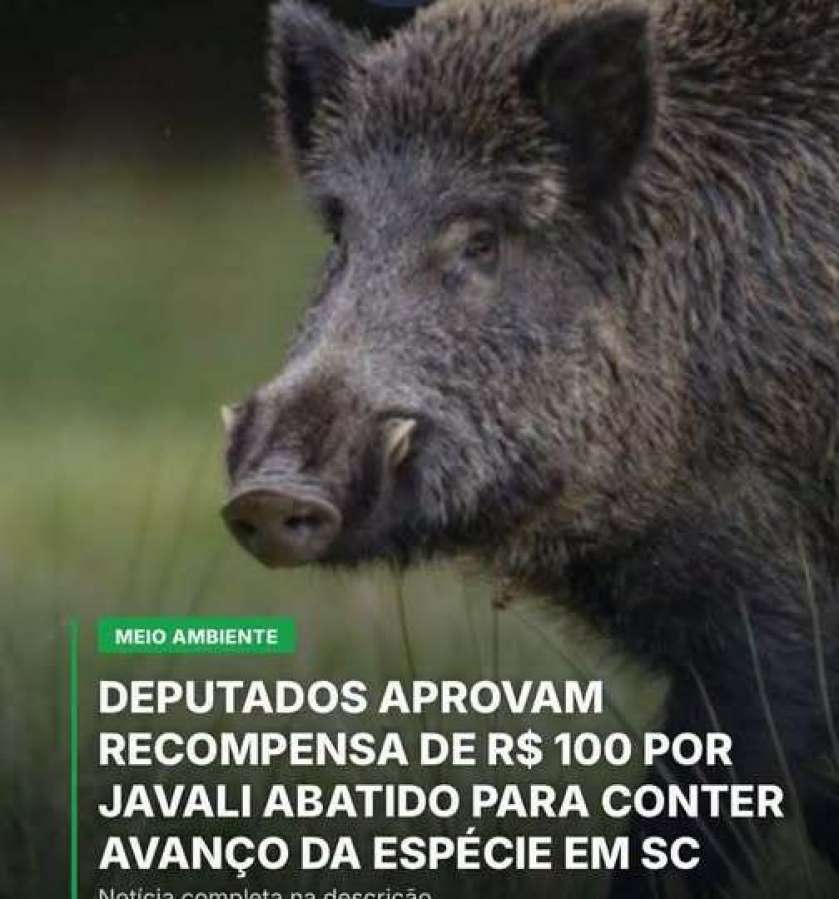 Deputados aprovam recompensa de R$100 por Javali abatido em Santa Catarina