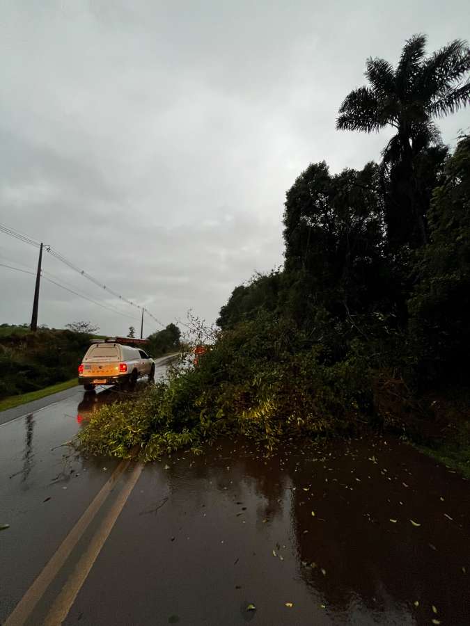 Árvore é removida da RS-467 após cair sobre a pista durante forte chuva em Tapejara