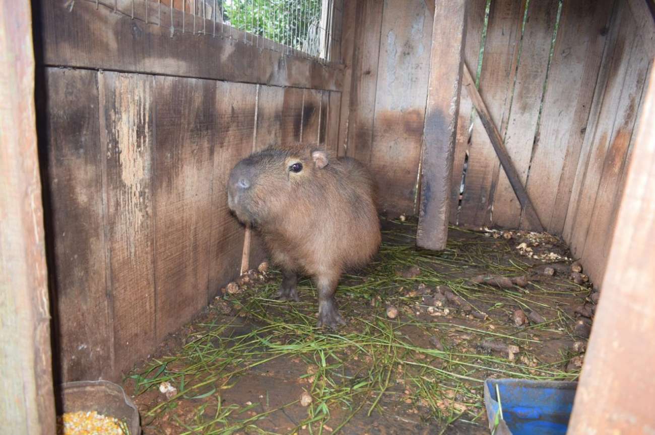 Capivara é resgatada de cativeiro ilegal em Getúlio Vargas