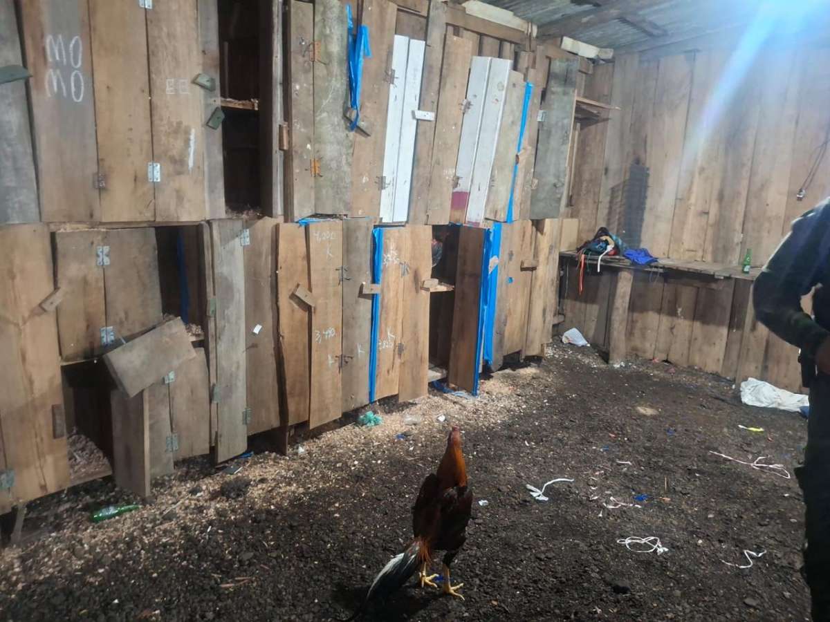 57 galos são resgatados durante ação contra rinha no interior de Mato Castelhano