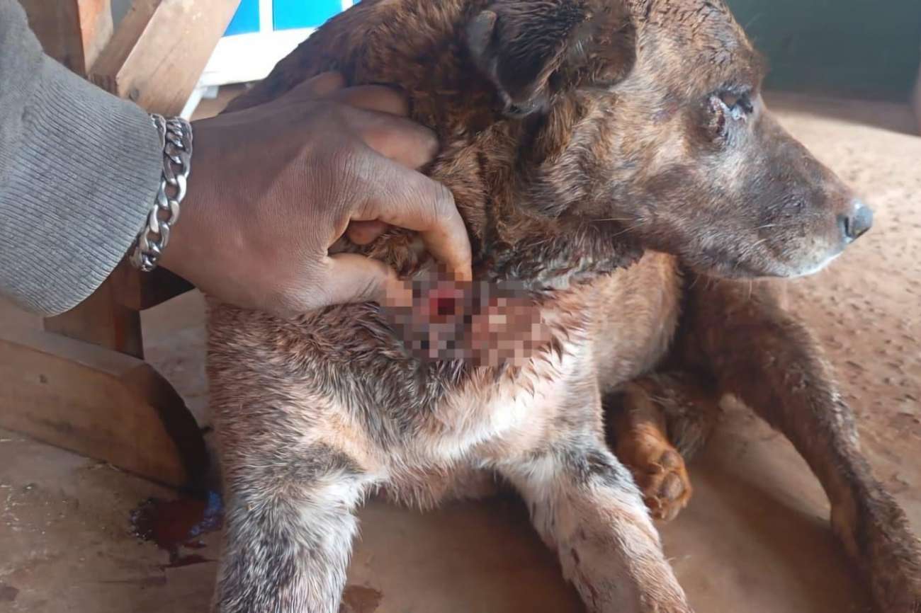 Cão é encontrado ferido após possível ataque de animal silvestre em Passo Fundo