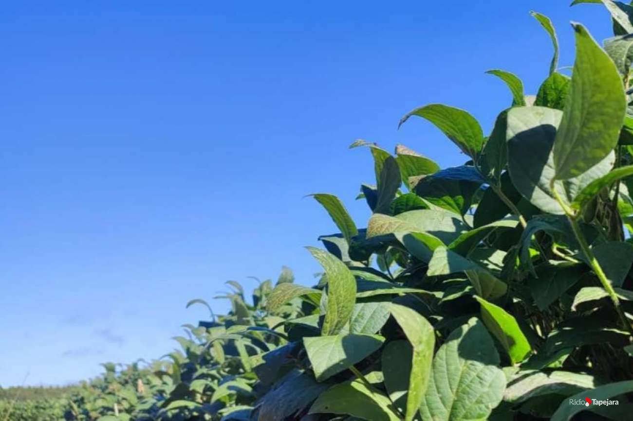Produtores de soja podem iniciar semeadura excepcionalmente a partir desta terça-feira no RS