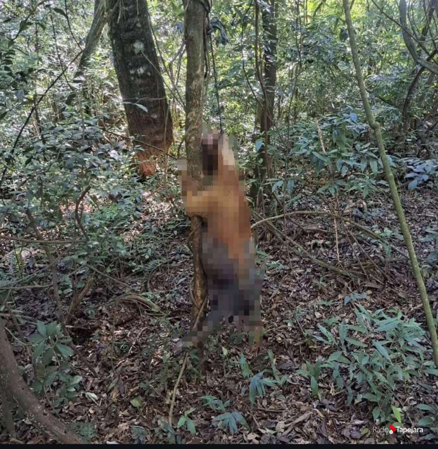 Cachorra é encontrada morta em meio ao mato na saída para Paiol Novo, em Tapejara