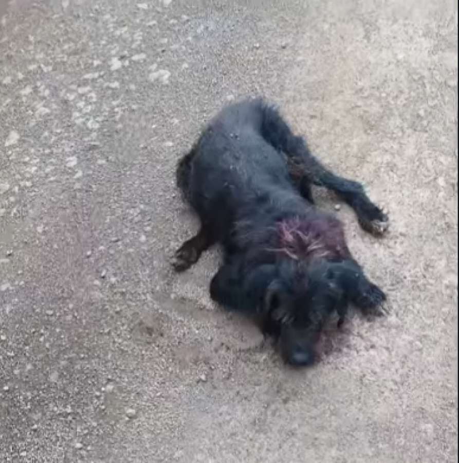 Cão é baleado e morre após ser atingido por disparos no interior de Tapejara. Homem foi preso.