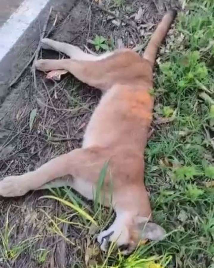 Onça-parda é encontrada morta às margens da ERS-331, em Marcelino Ramos