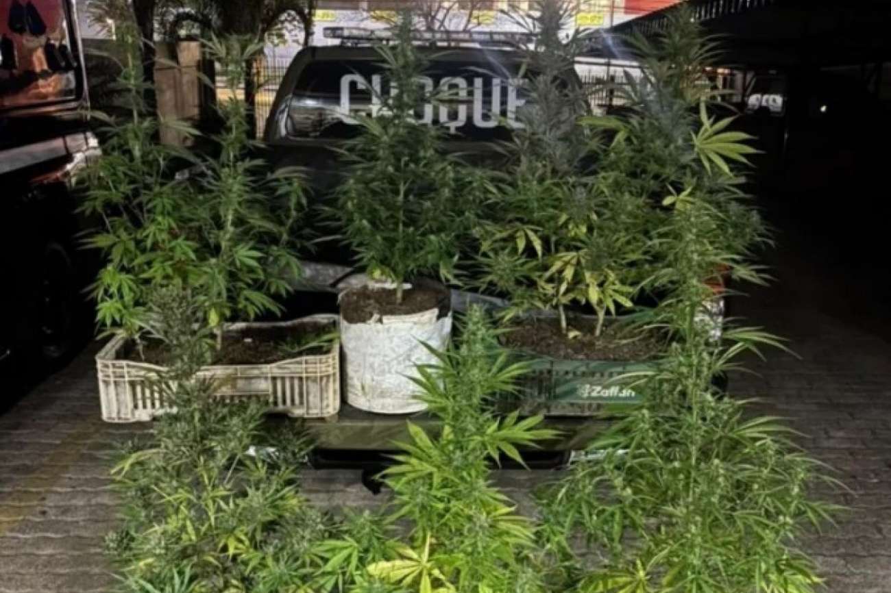 Homem é preso com nove pés de maconha em casa, em Passo Fundo