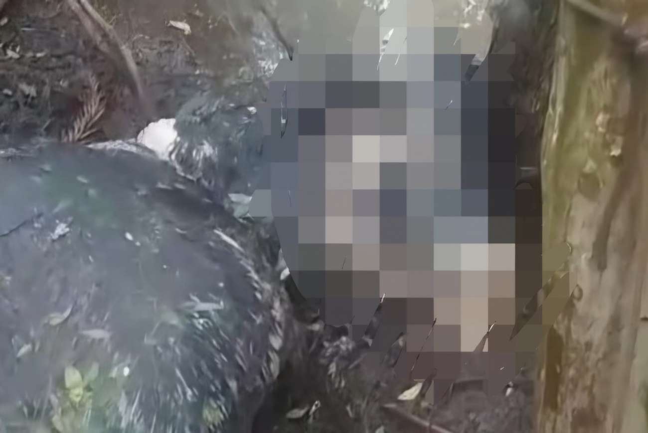 Animais são encontrados mortos em área de mata em Lagoa Vermelha