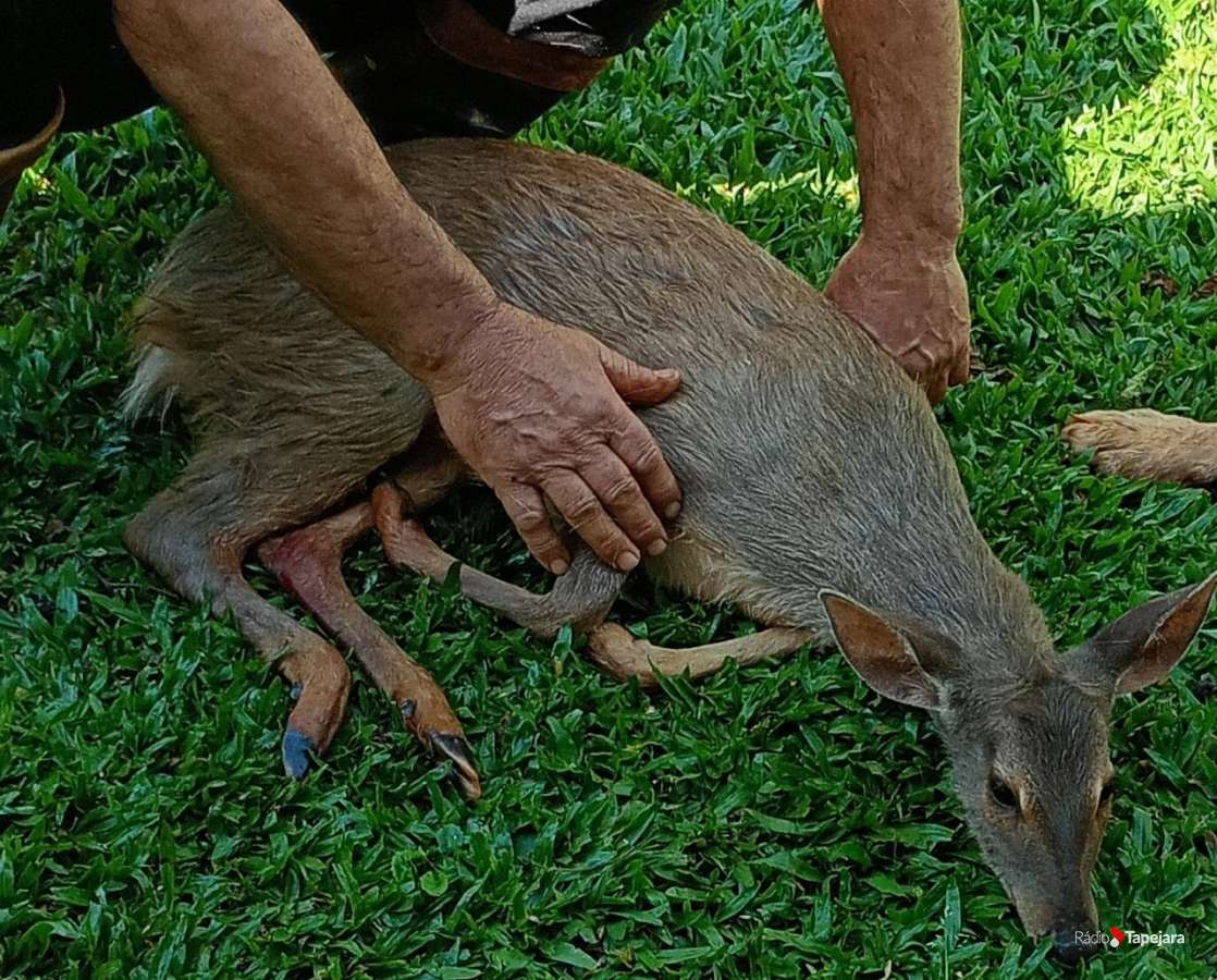 Veado-catingueiro ferido é resgatado e encaminhado para atendimento veterinário, em Ibirubá
