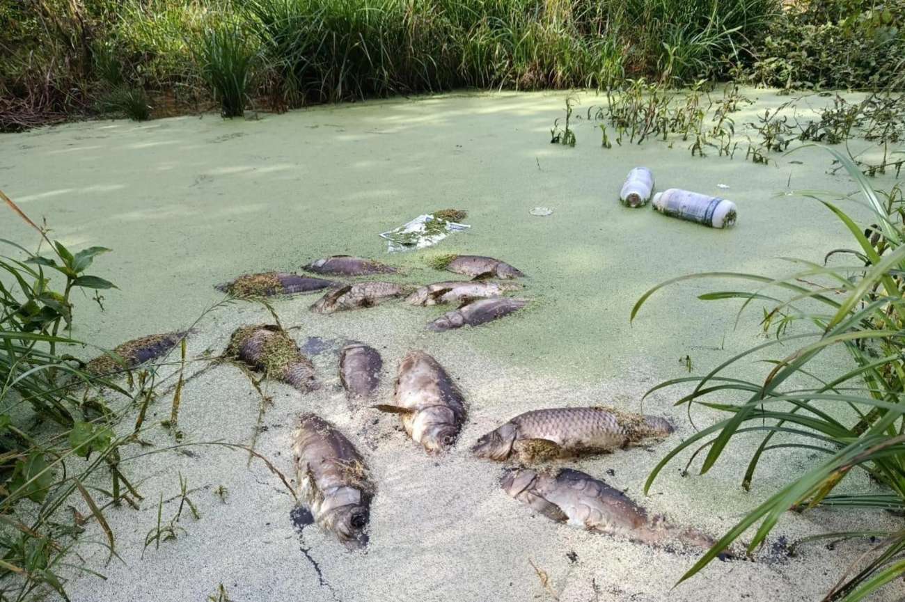 Fiscalização encontra embalagens de agrotóxicos e peixes mortos em propriedade rural de Sarandi