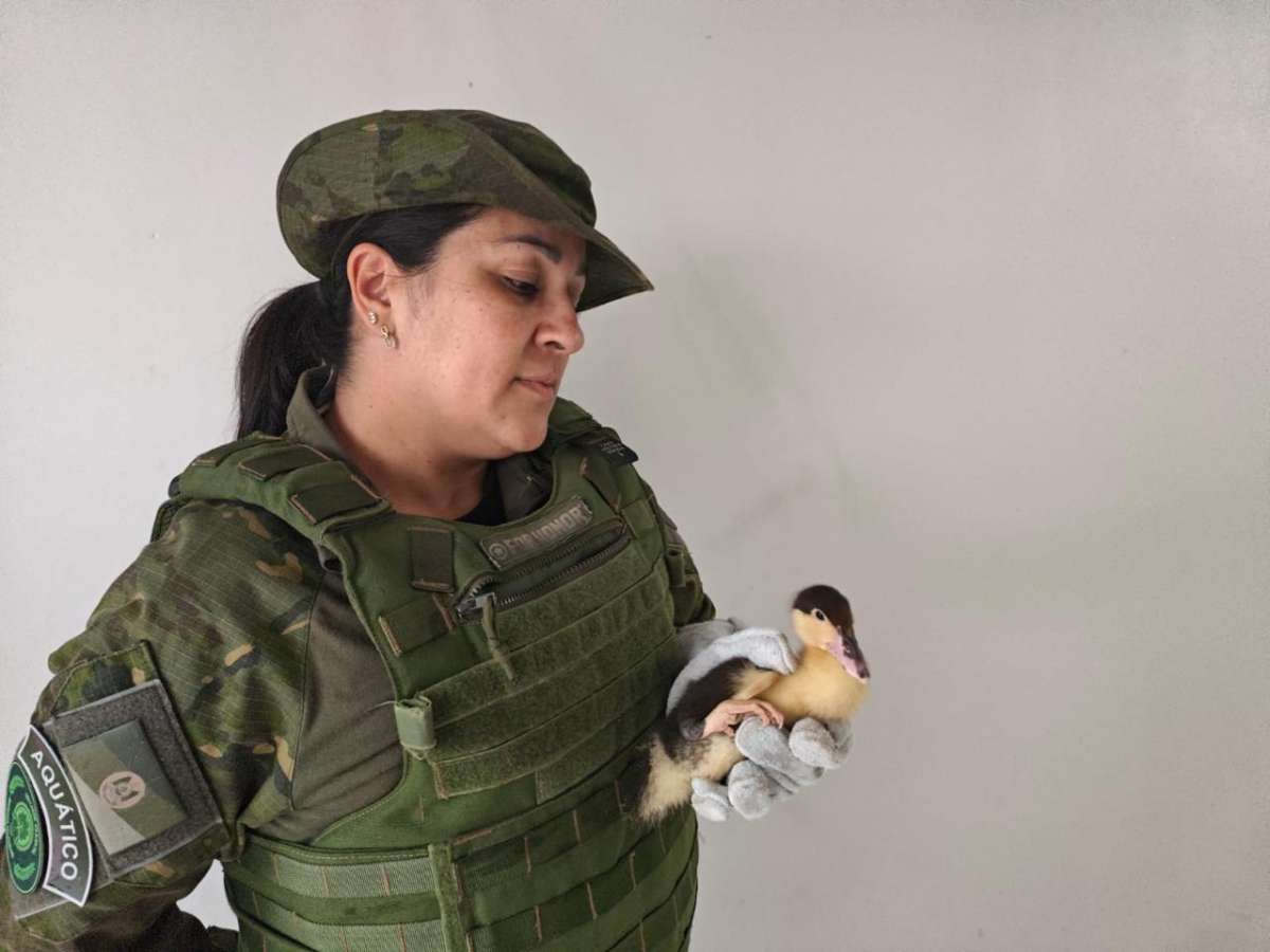 Brigada Militar resgata dois filhotes de pato-mudo em Erechim