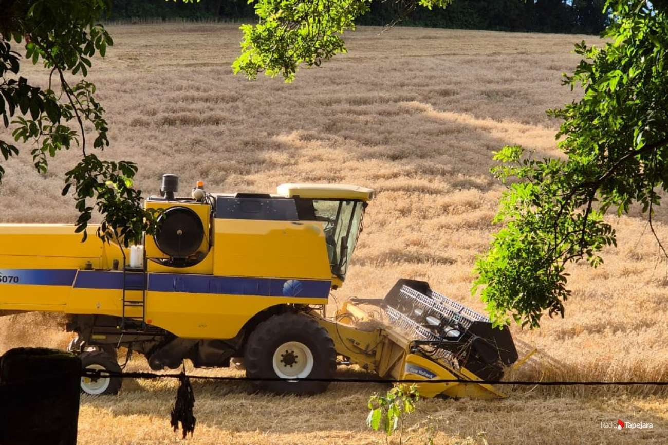 STF considera inconstitucional cobrança do Funrural sobre produção rural antes de 2018
